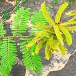 Mimosa pigra Leaf