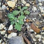 Lactuca virosa Leaf