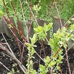 Salix integra Leaf
