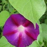 Ipomoea purpurea Flor