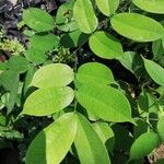 Afzelia pachyloba Hoja