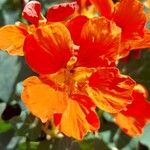 Tropaeolum minus Fiore