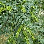 Amorpha fruticosa Fruto