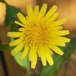 Sonchus oleraceus Flower