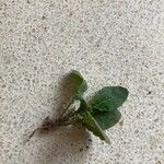 Youngia japonica Levél