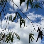 Leucaena leucocephala Leaf