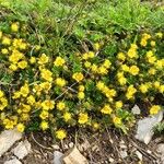 Potentilla brauneana Blomst