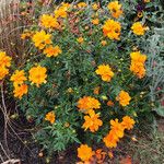 Cosmos sulphureus Habit