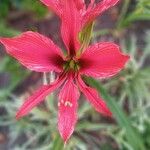 Hippeastrum puniceumFlower