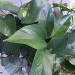 Epipremnum aureum Hoja