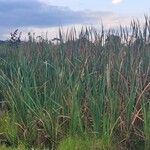 Typha orientalis Habit