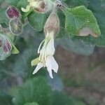 Teucrium flavum Blüte