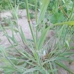 Phalaris minor Frunză