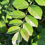 Tecomaria capensis Blatt