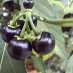 Solanum americanumHedelmä