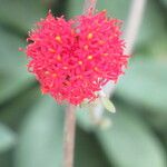 Kleinia fulgens Flower