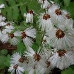 Petasites paradoxus Frucht