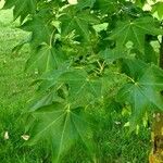 Acer cappadocicum পাতা