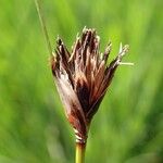 Schoenus nigricans Fruit