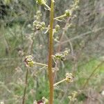 Scrophularia lucida Flower