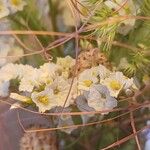 Limonium sinuatumFlower