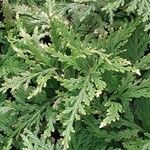 Selaginella moellendorffii Leaf