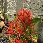 Scadoxus multiflorusКвітка