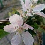 Malus pumila Flower