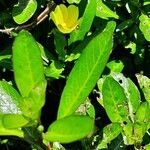 Ludwigia adscendens Blatt