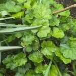 Tellima grandiflora Leaf