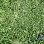 Althaea cannabina Habitus