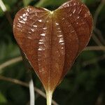 Dioscorea urophylla Лист