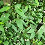 Chamaesyce hypericifolia Лист