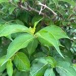 Weigela floridaFuelha