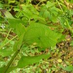 Chromolaena odorata Hoja