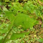 Chromolaena odorata Blatt