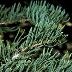 Abies concolor Rusca