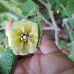 Physalis heterophylla Fiore