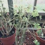 Pelargonium echinatum Otro