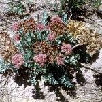 Cymopterus purpureus موطن