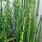 Equisetum laevigatum বাকল