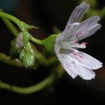 Lewisia congdonii Flower