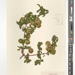 Combretum engleri Sonstige