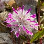 Ptilotus extenuatusFlower