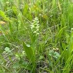 Platanthera hyperborea Flors