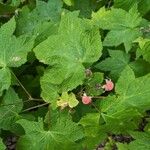 Rubus parviflorus 叶