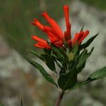 Bouvardia ternifolia Flower