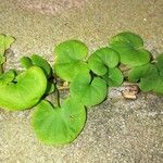 Dichondra carolinensis Feuille