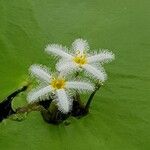 Nymphoides indica Flors