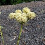 Eriogonum compositum 花